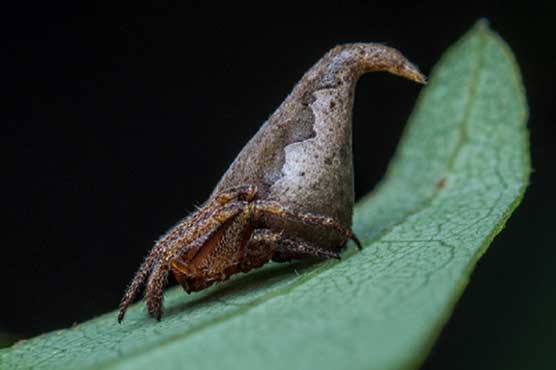 Indian scientists name new spider after Harry Potter hat